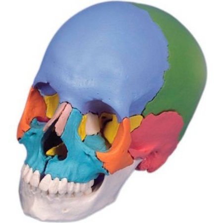 FABRICATION ENTERPRISES 3B® Anatomical Model - Didactic Skull, Beauchene 22-Part 969325